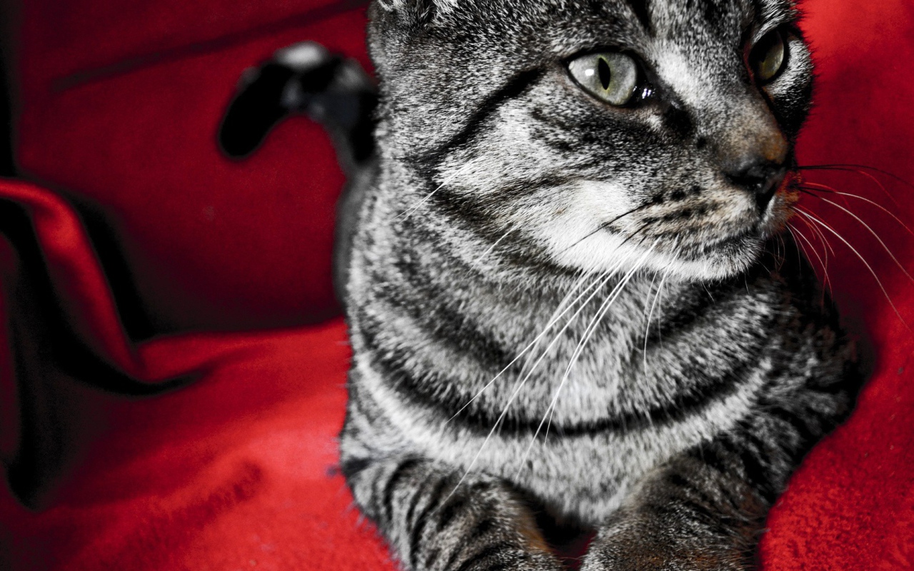Серый кот на красном стуле