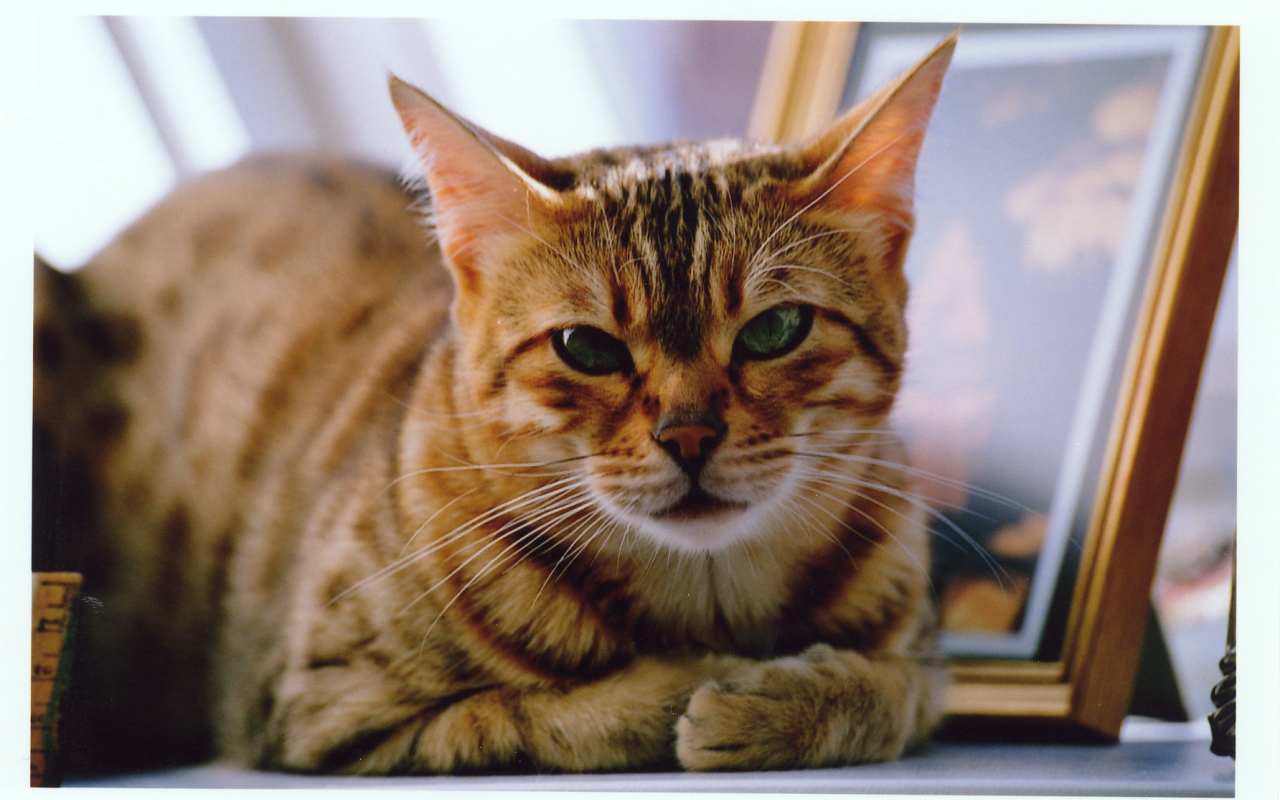 Недовольный бенгальский кот