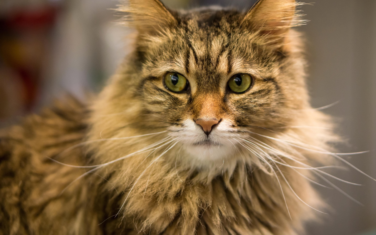 Красивый усатый кот мейн-кун ближним планом