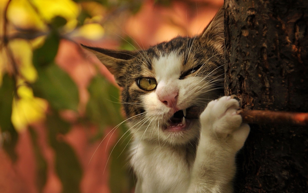 Голодный зеленоглазый кот