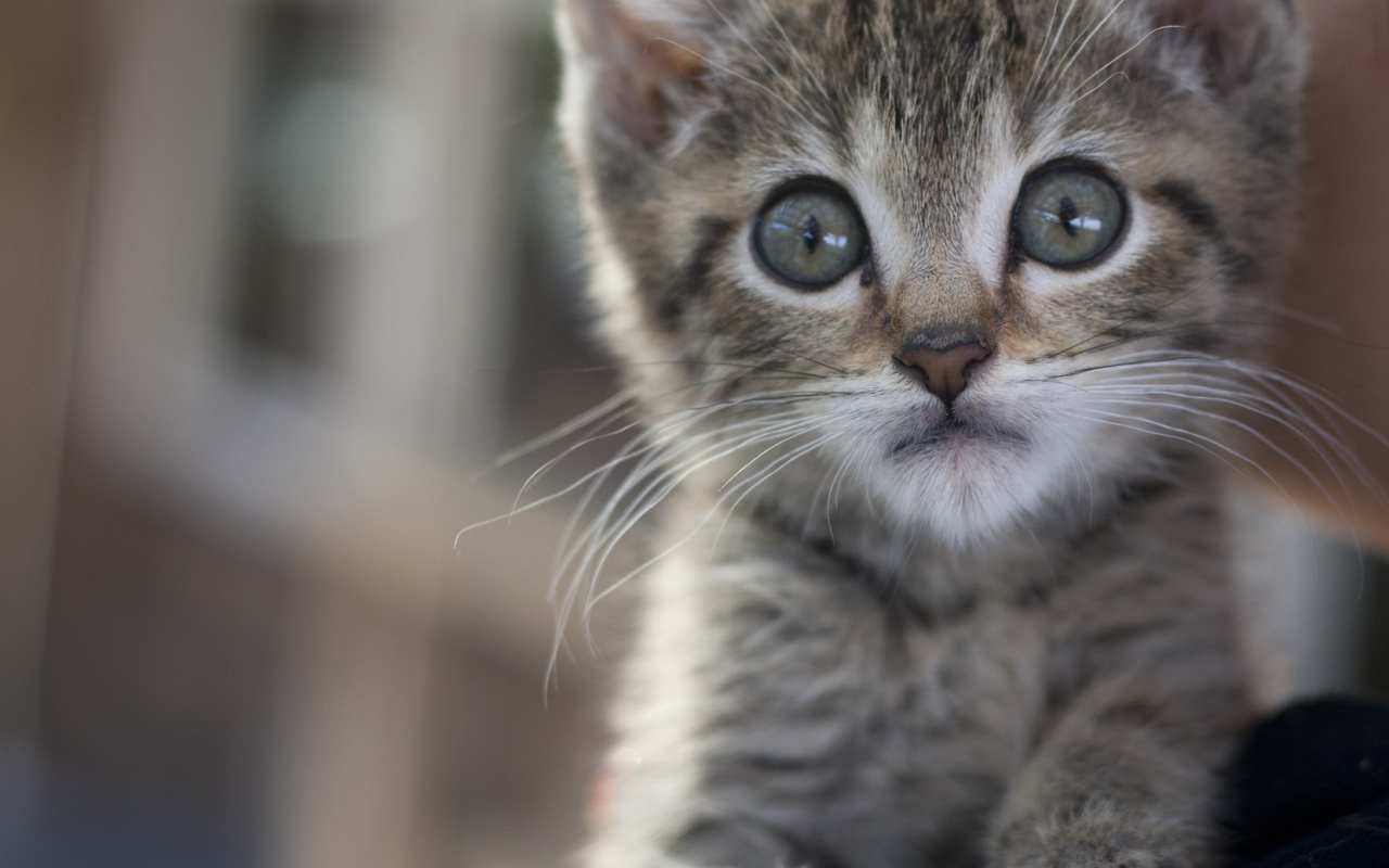 Малыш мейн-кун с испуганным взглядом