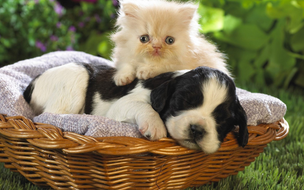 Котенок и щенок