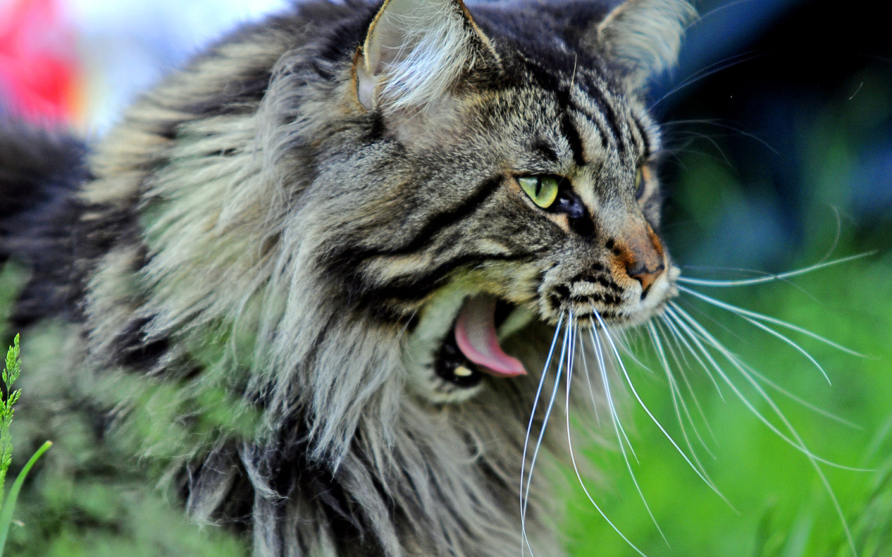 Кот мейн-кун хочет спать