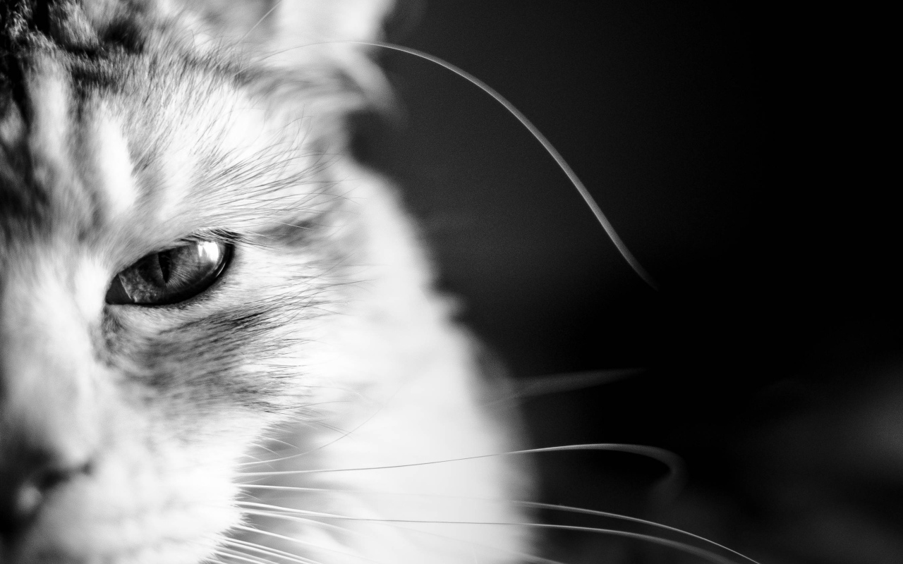 Кот мейн-кун на чёрном фоне