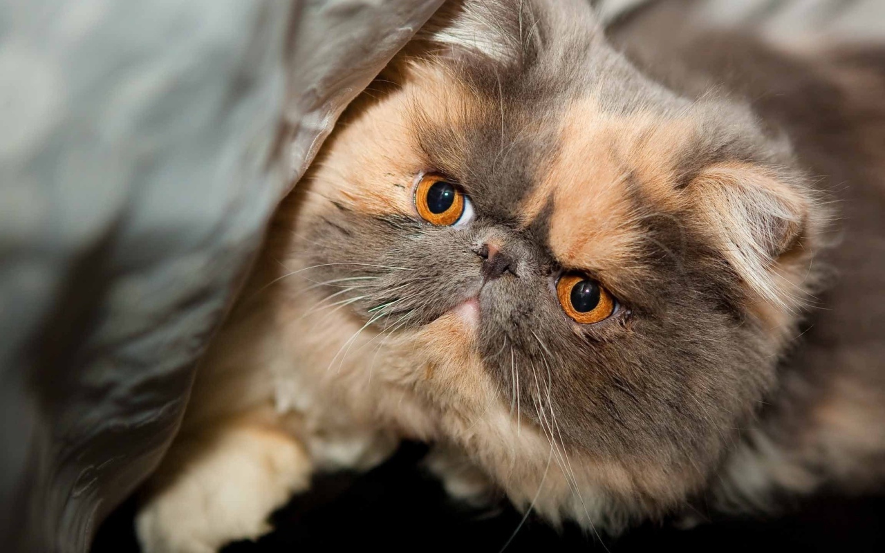 Персидский кот