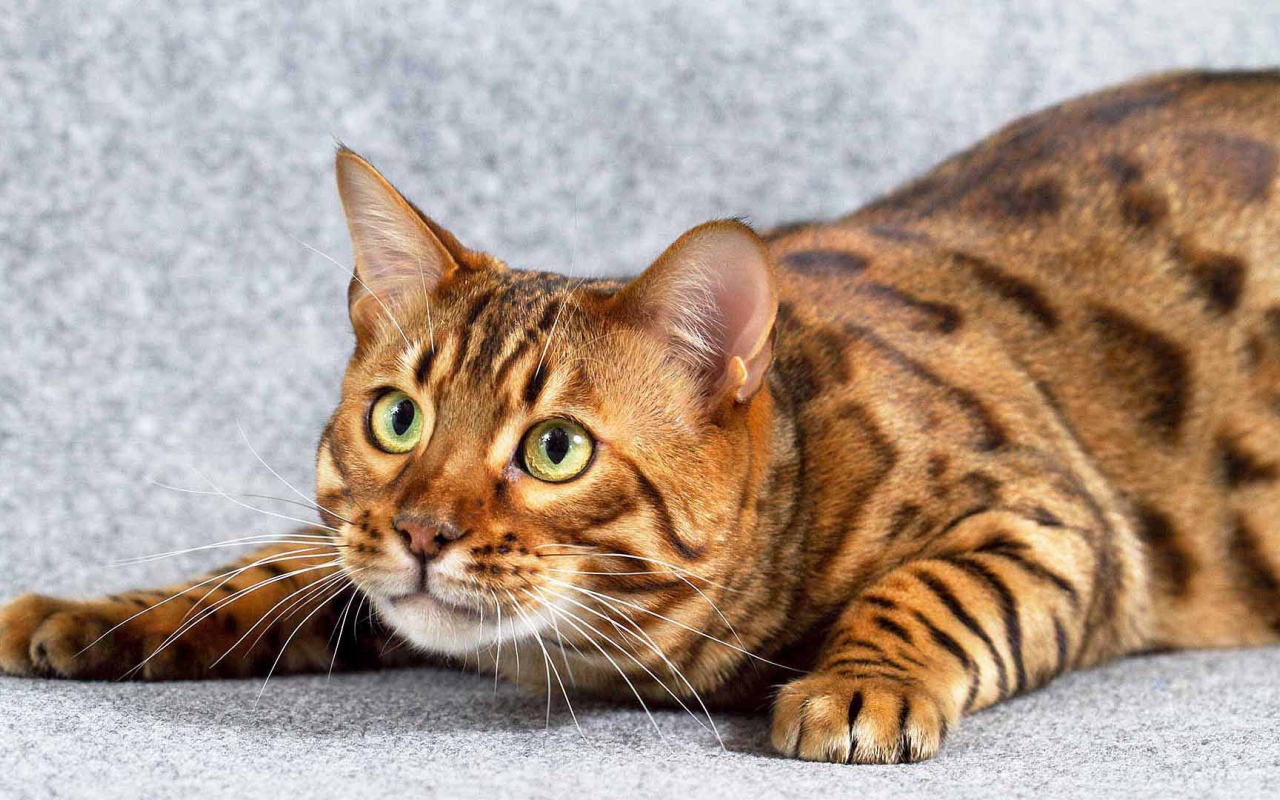 Игривый взрослый бенгальский кот