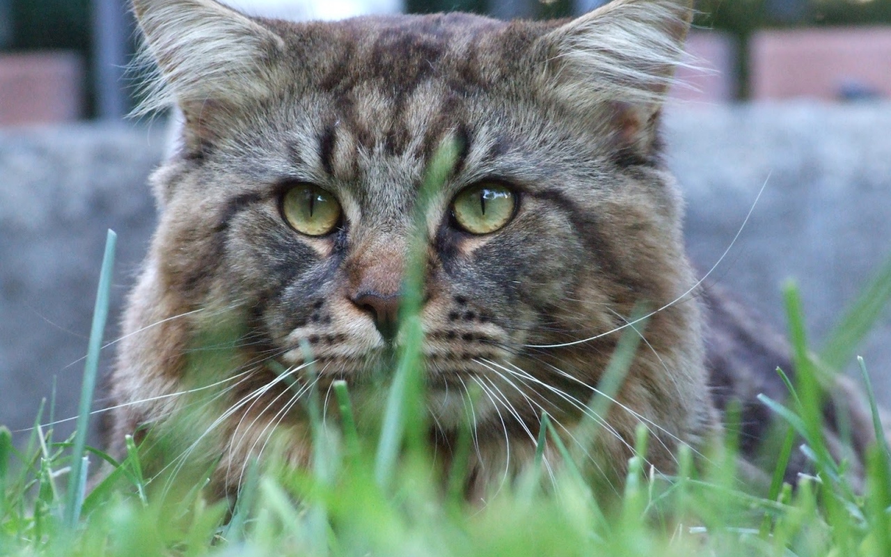 Упитанный кот мейн-кун