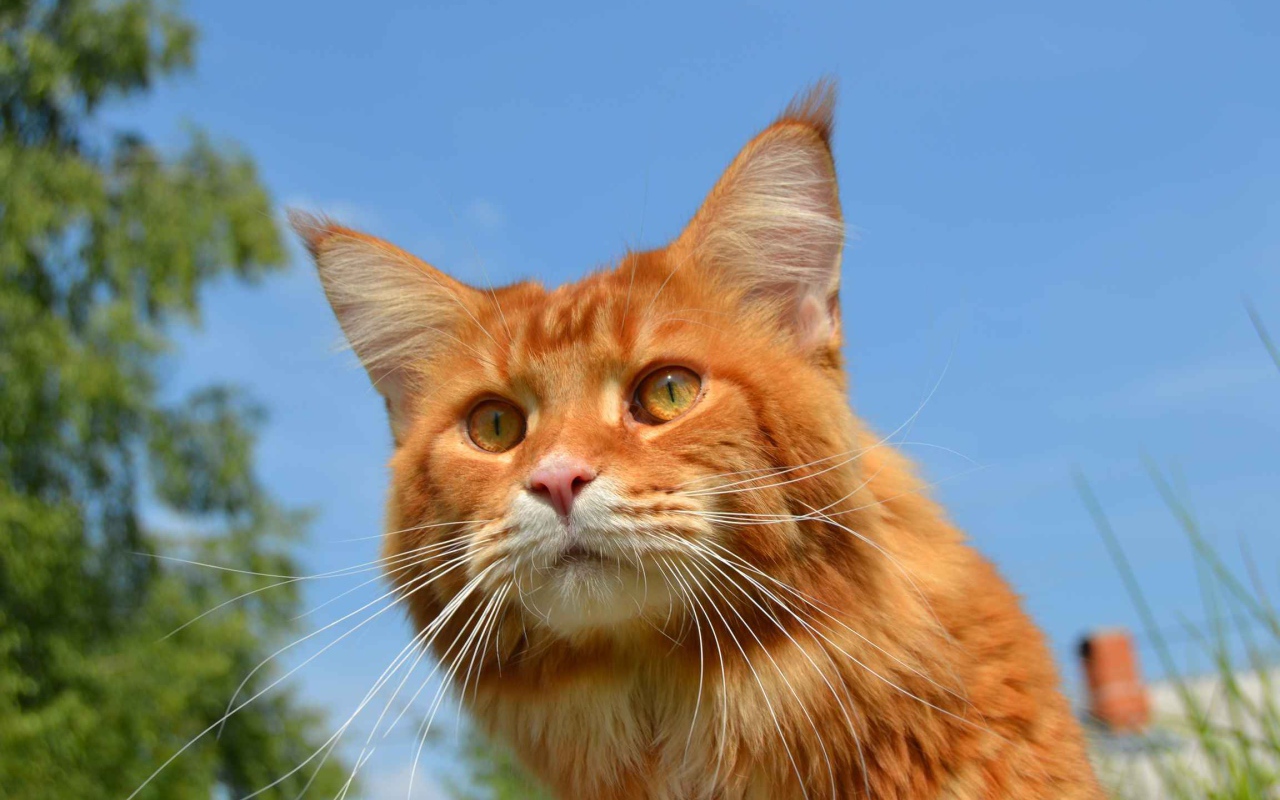 Рыжий кот мейн-кун на природе