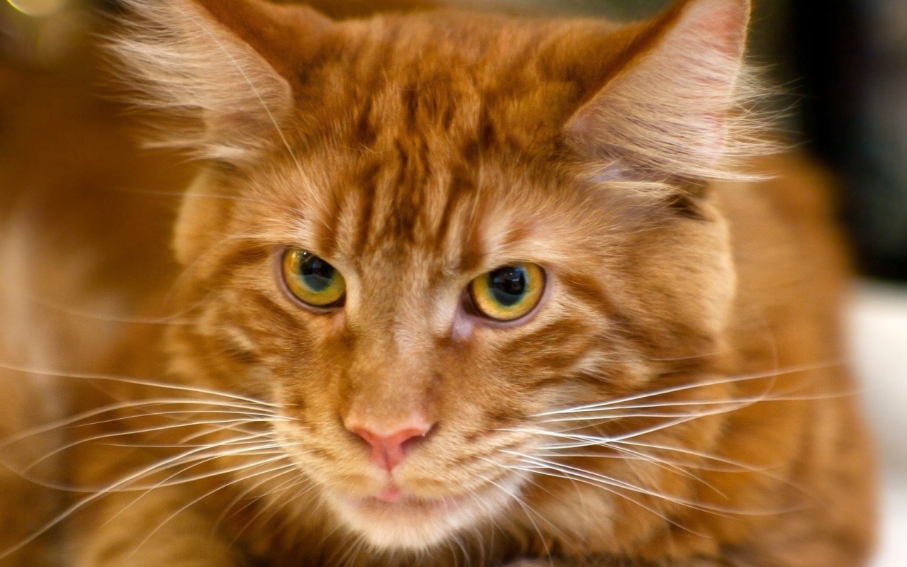 Рыжий кот мейн-кун крупным планом