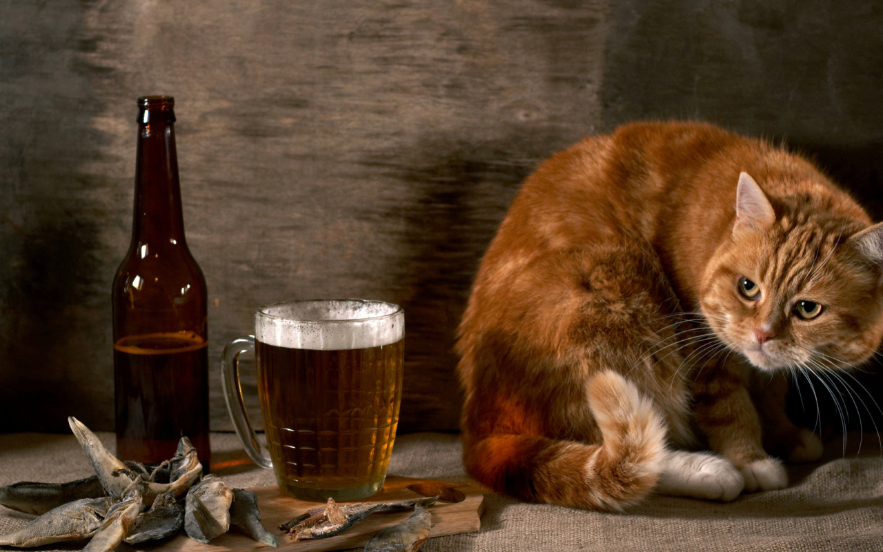 Рыжий кот с пивом и рыбой