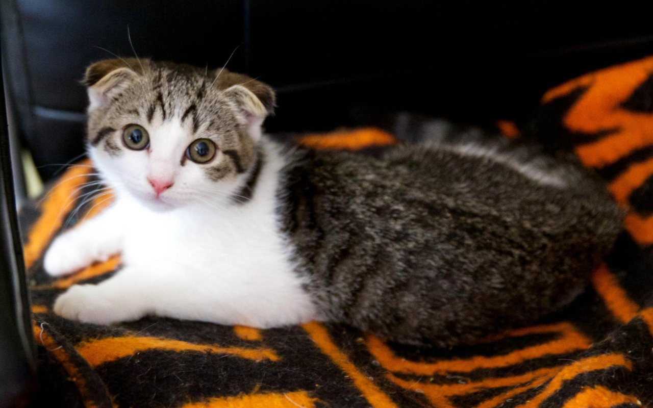 Шотландский вислоухий кот на покрывале