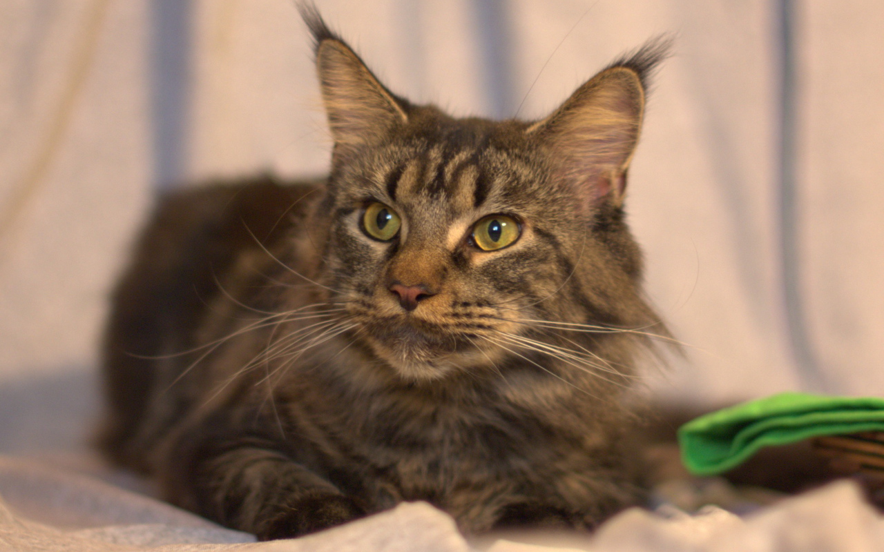 Серьёзный кот мейн-кун