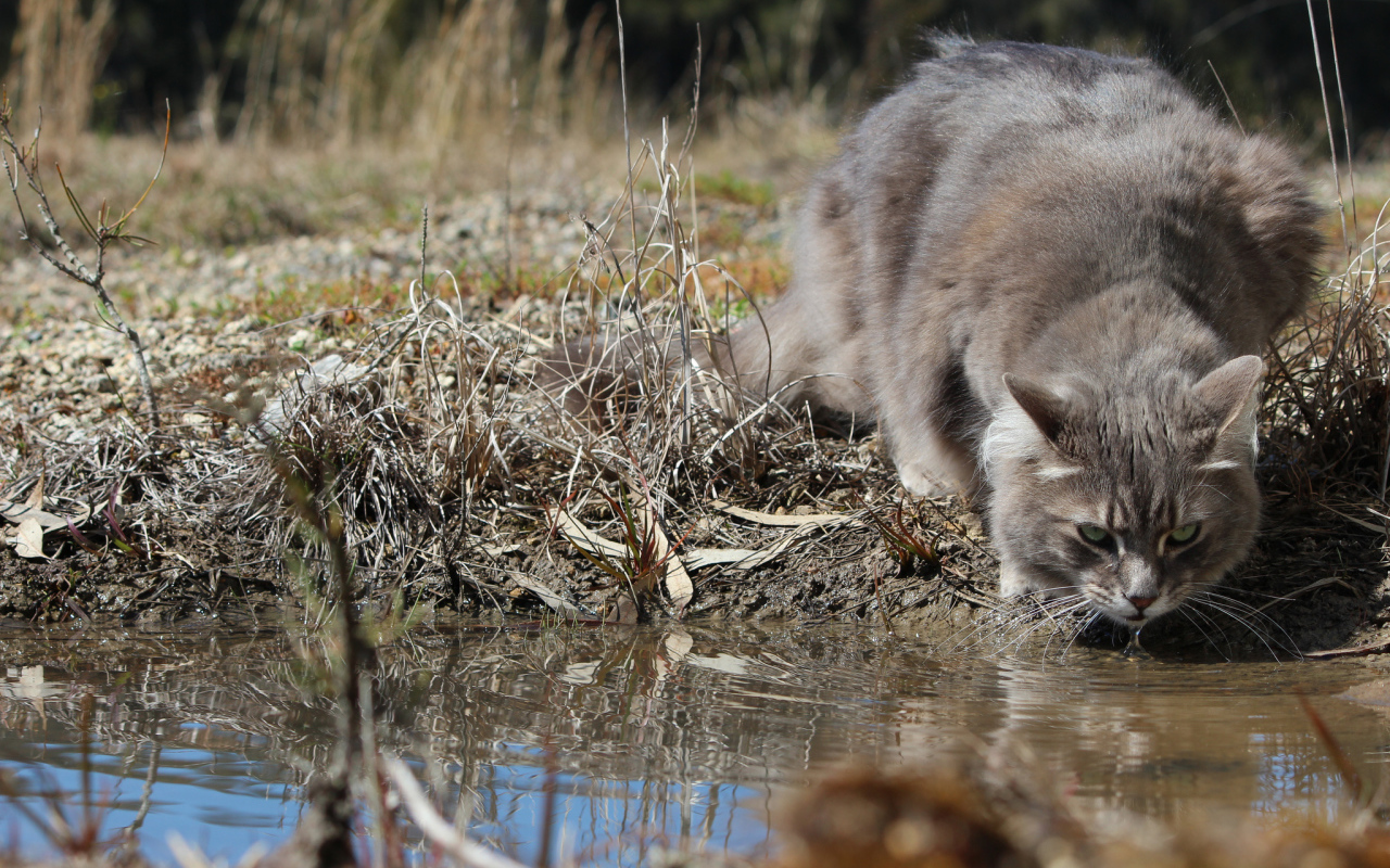 Серьёзный серый кот пьёт воду