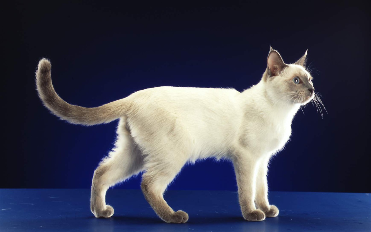 Сиамский кот позирует на синем фоне