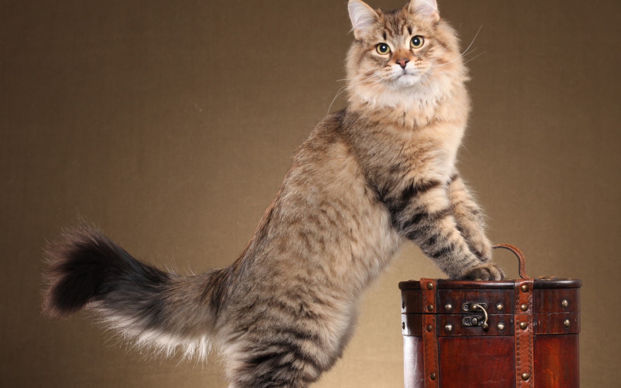 Сибирский кот позирует на коричневом фоне