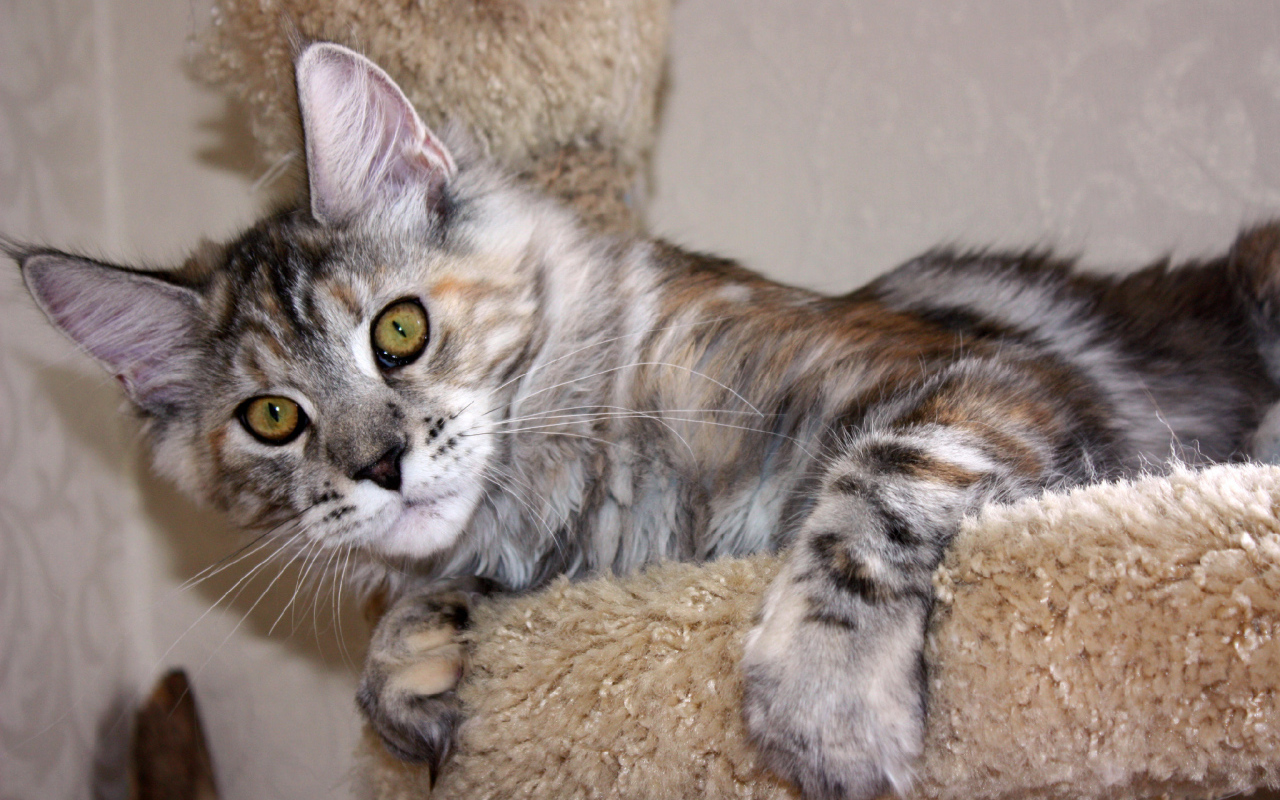 Серебристый игривый кот мейн-кун с зелёными глазами