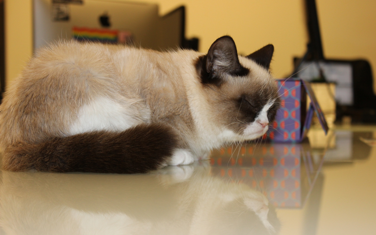 Спящий недовольный котик