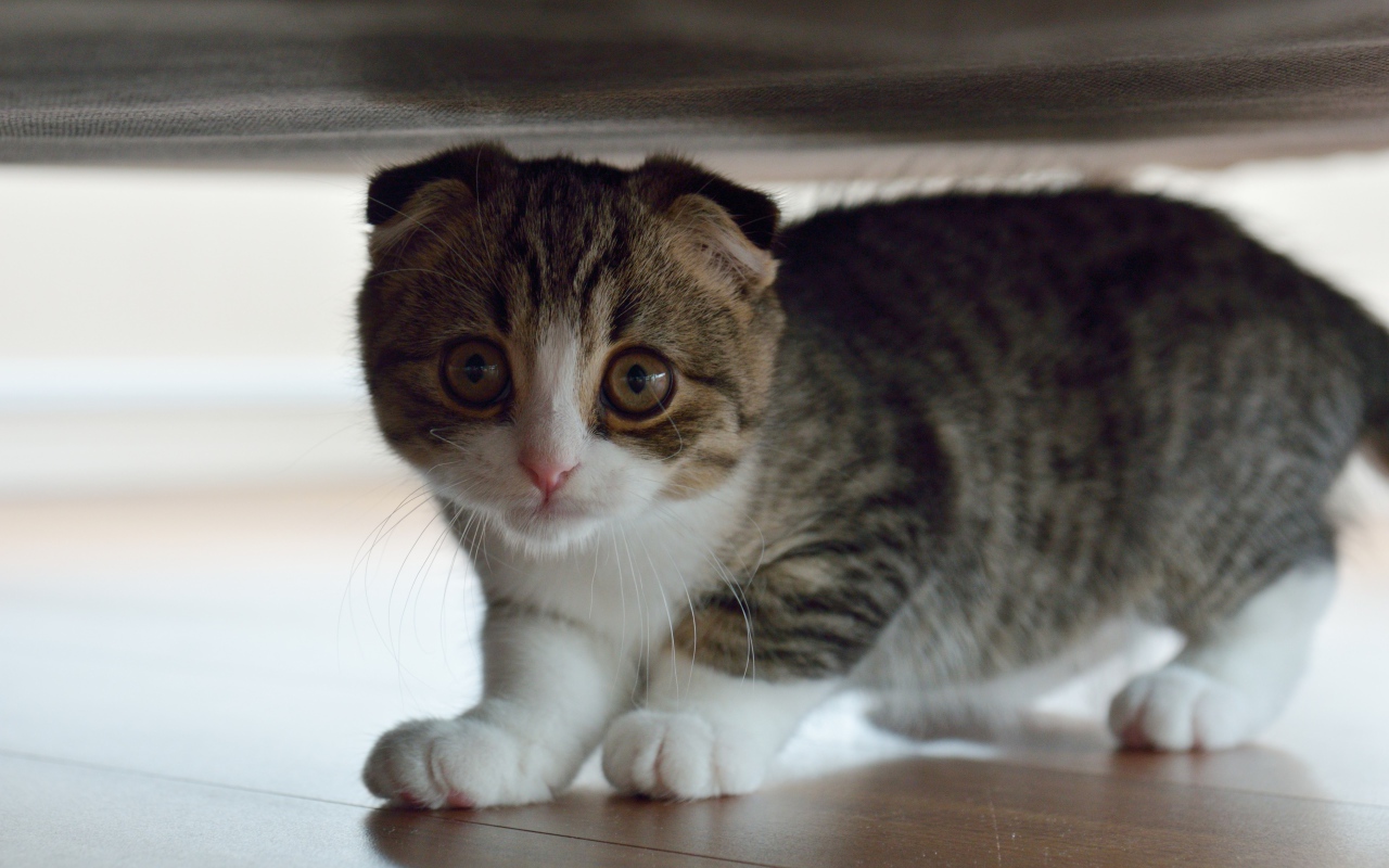 Маленький шотландский вислоухий кот под кроватью