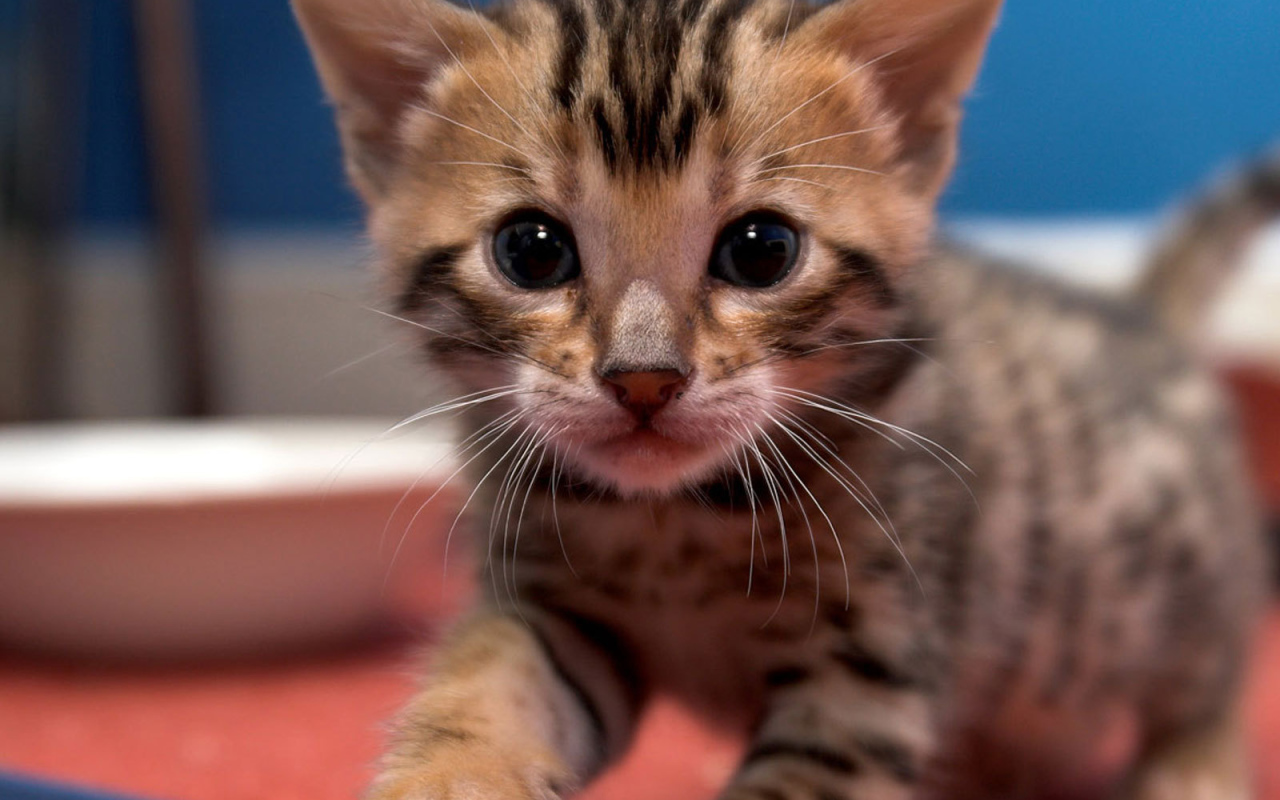 Маленький красивый бенгальский кот ищет маму