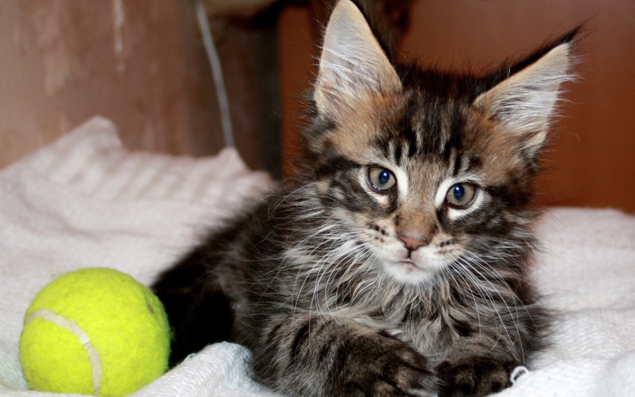 Маленький красивый кот мейн-кун с мячом