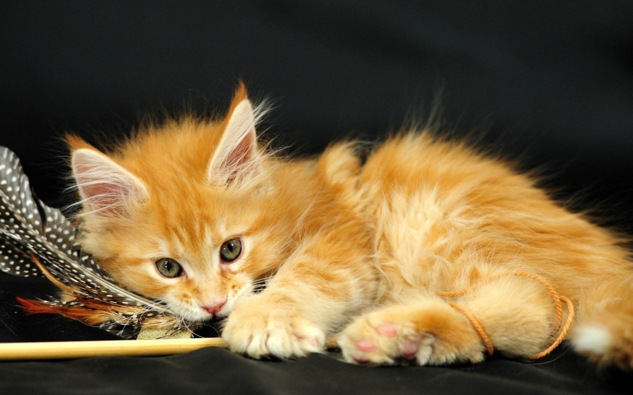 Маленький красивый рыжий кот и перо