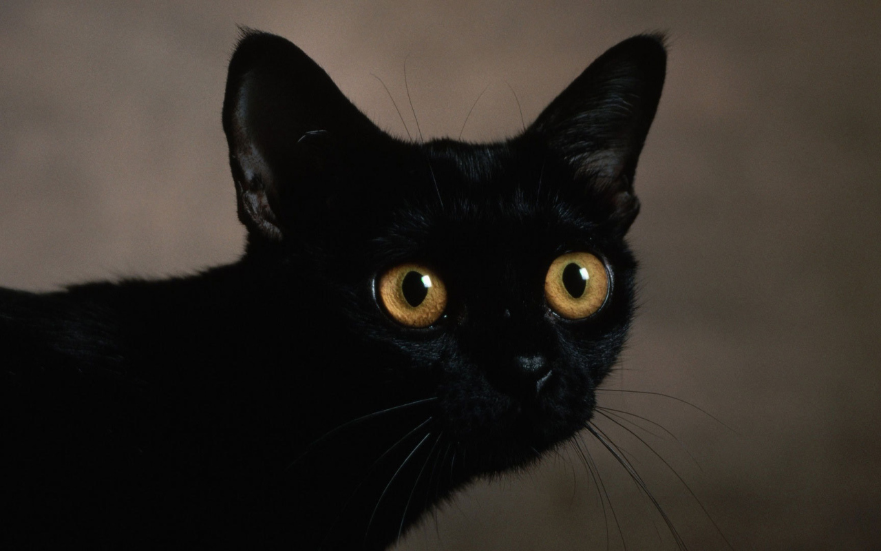 Маленький усатый чёрный кот