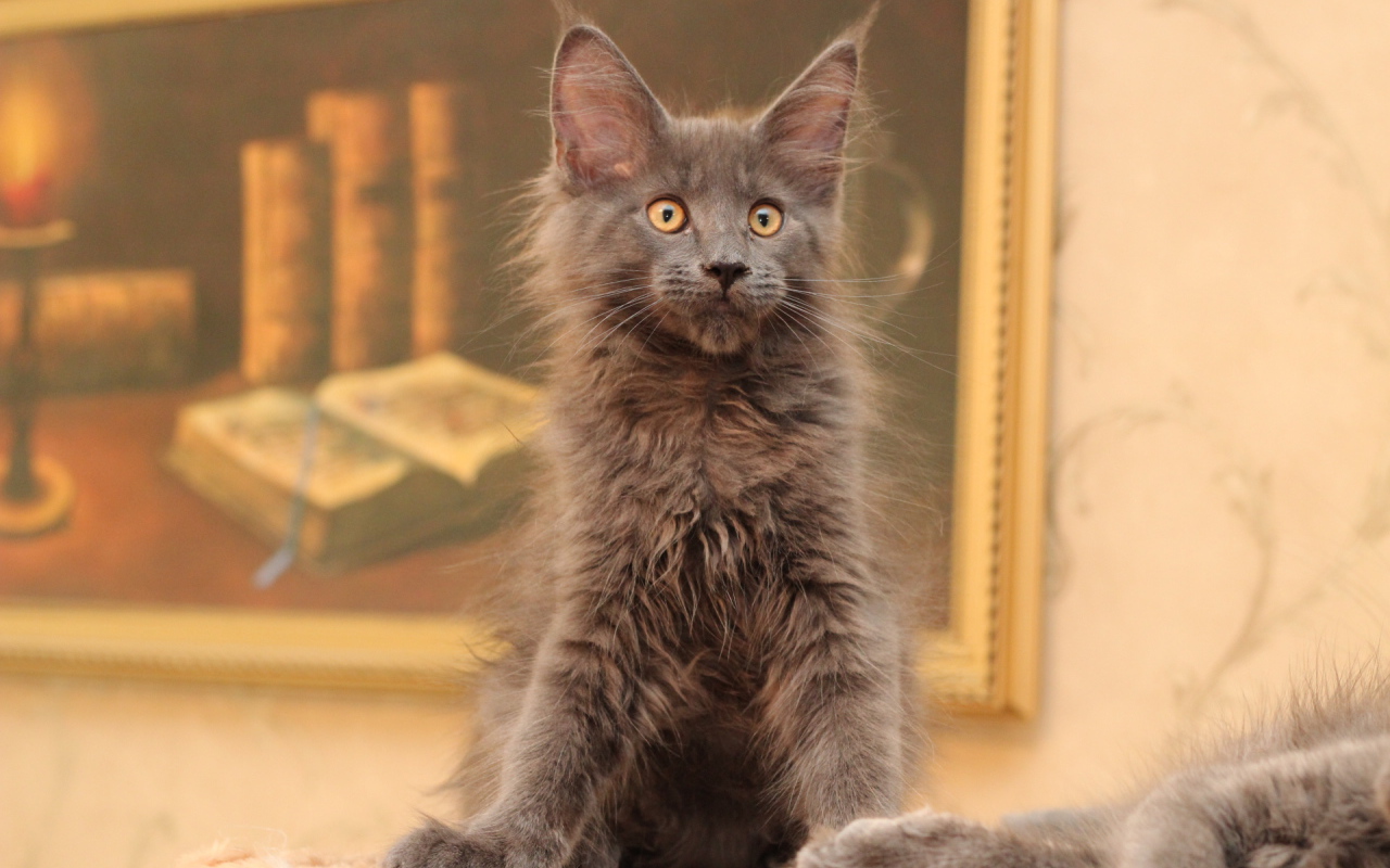 Маленький серый игривый кот мейн-кун