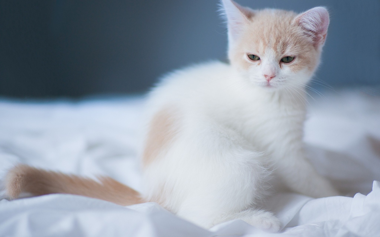 Маленький белый сонный кот