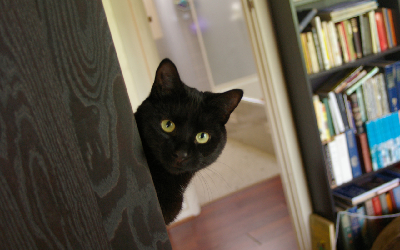 Подозрительный чёрный кот