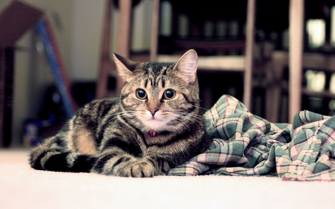 Полосатый котик