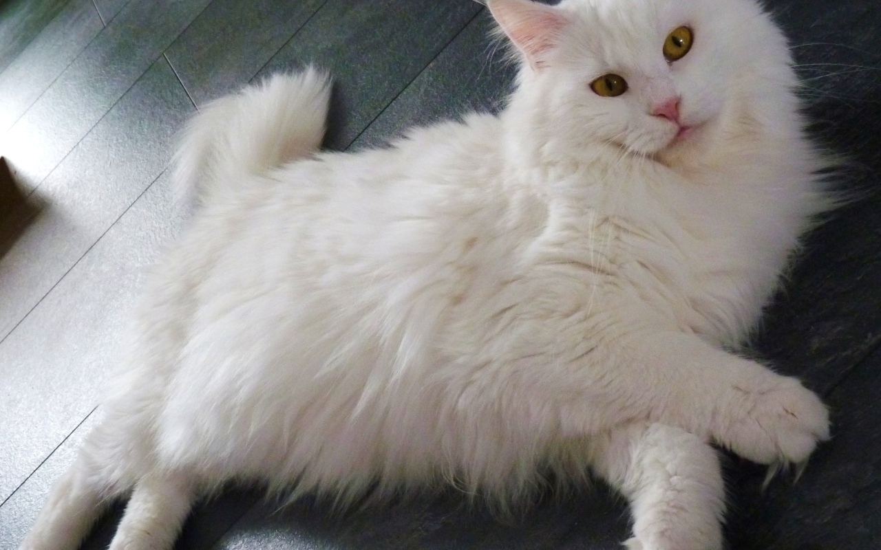 Белый кот мейн-кун разлёгся на полу