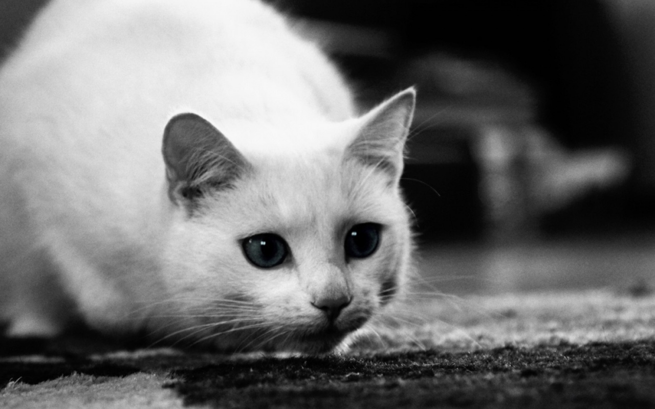 Белый кот охотится