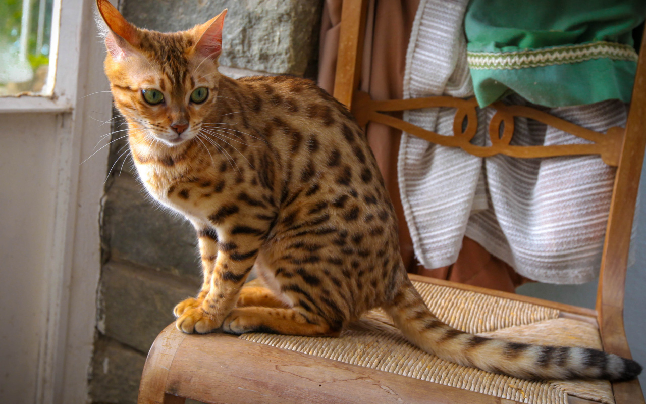 Бенгальский кот сидит на стуле
