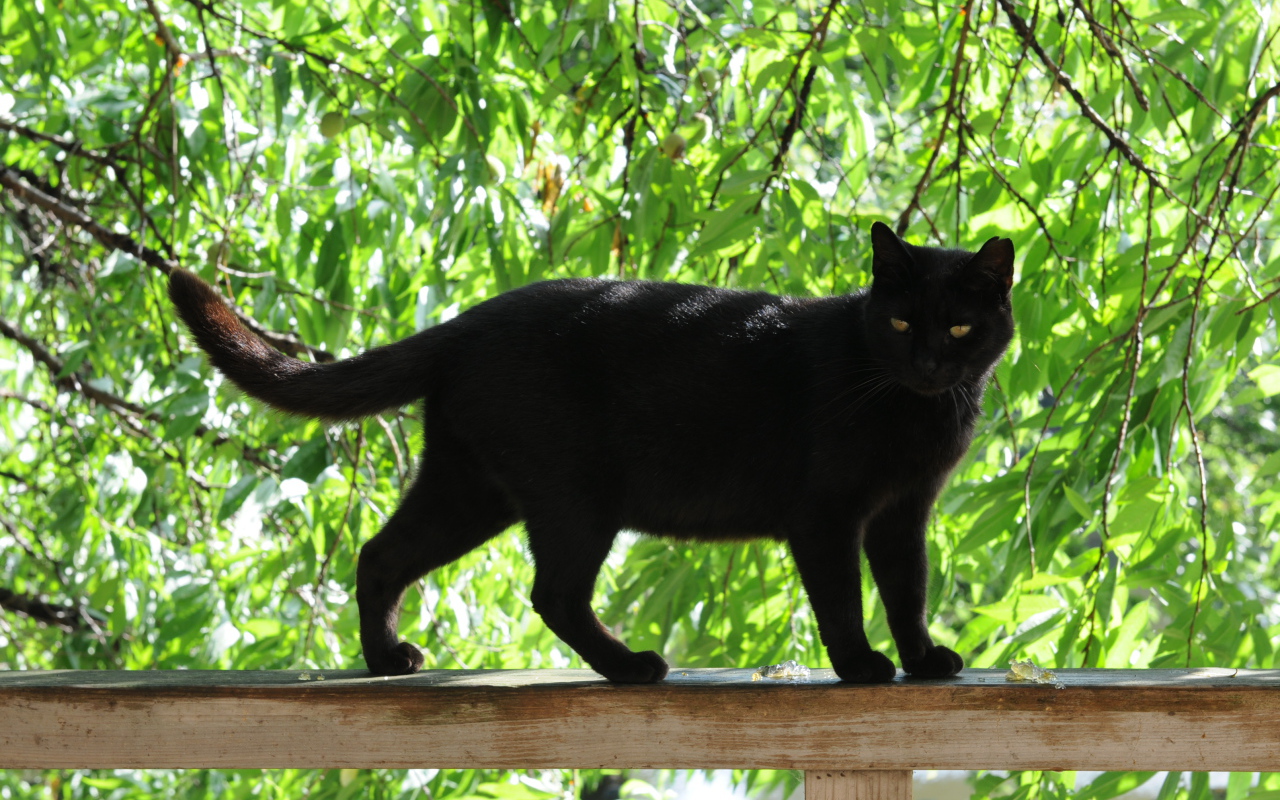 Чёрный кот на заборе под деревом