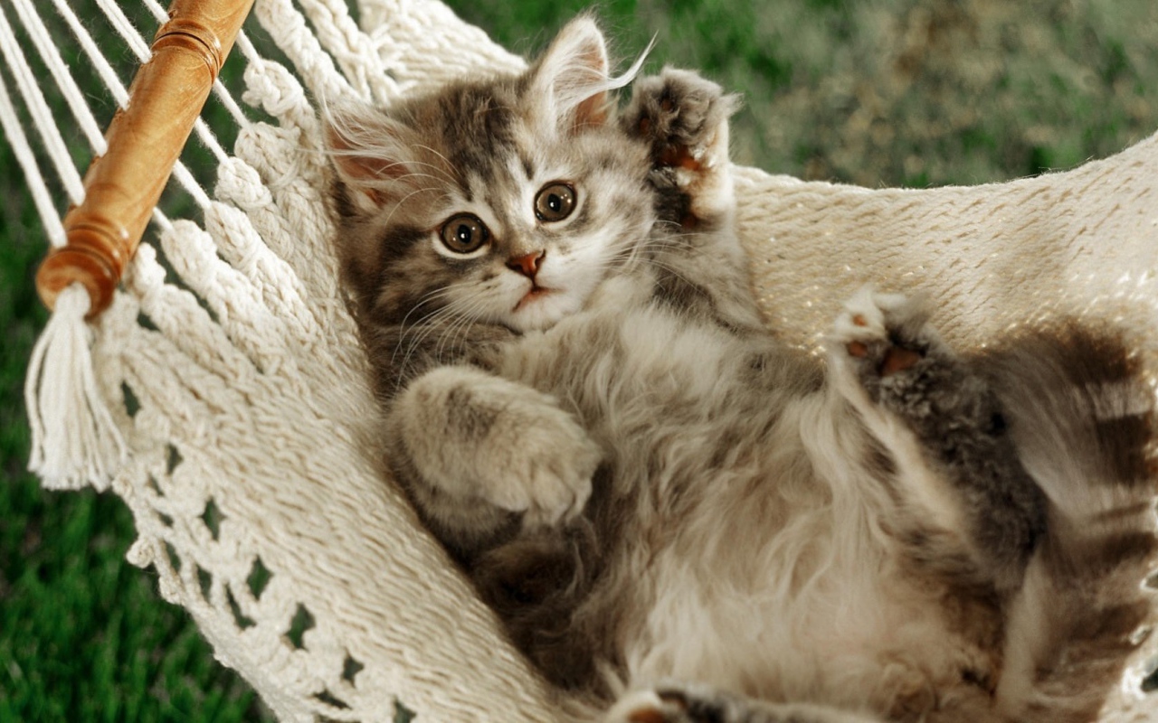 Смешной кот в гамаке