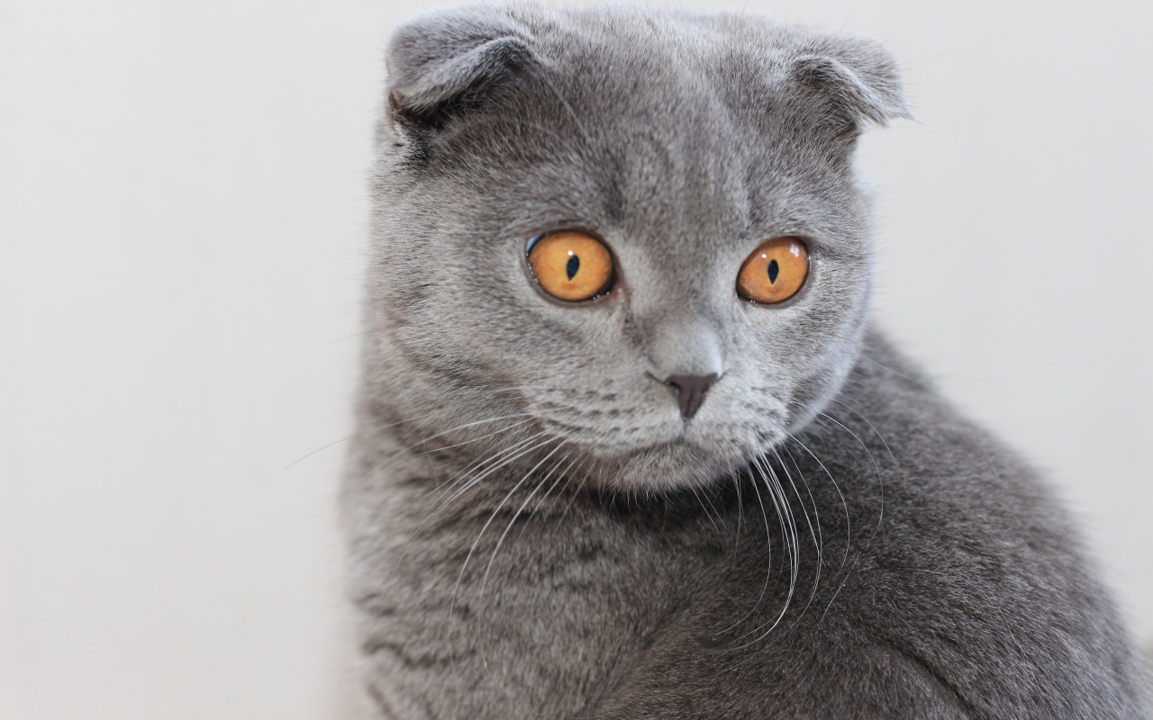 Серый шотландский вислоухий кот с большими карими глазами