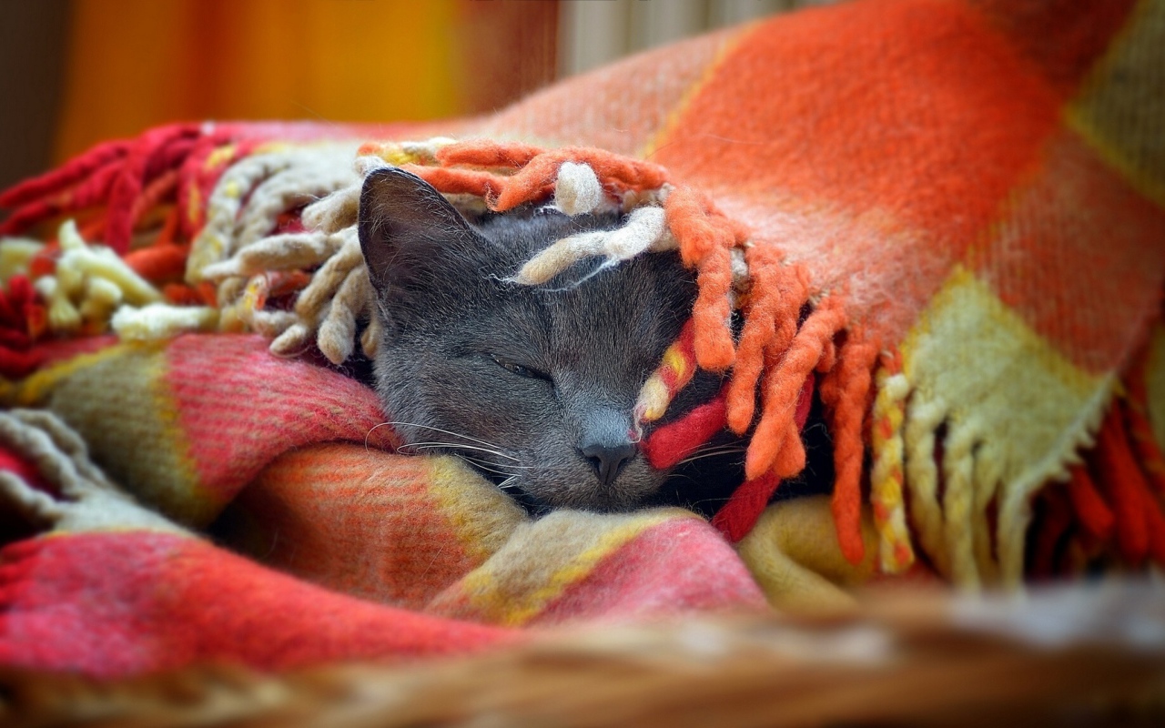 Серый кот греется в покрывале