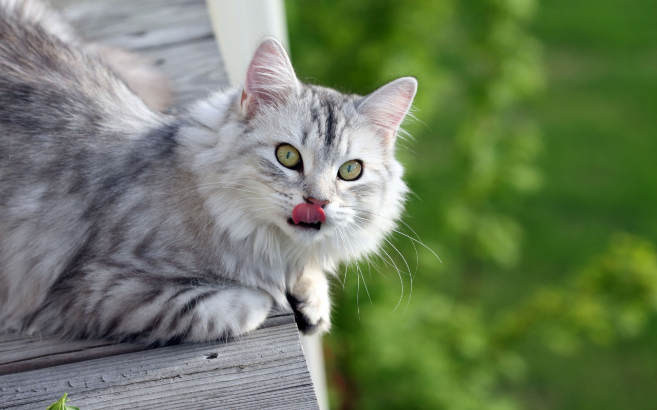 Серый пушистый кот облизался
