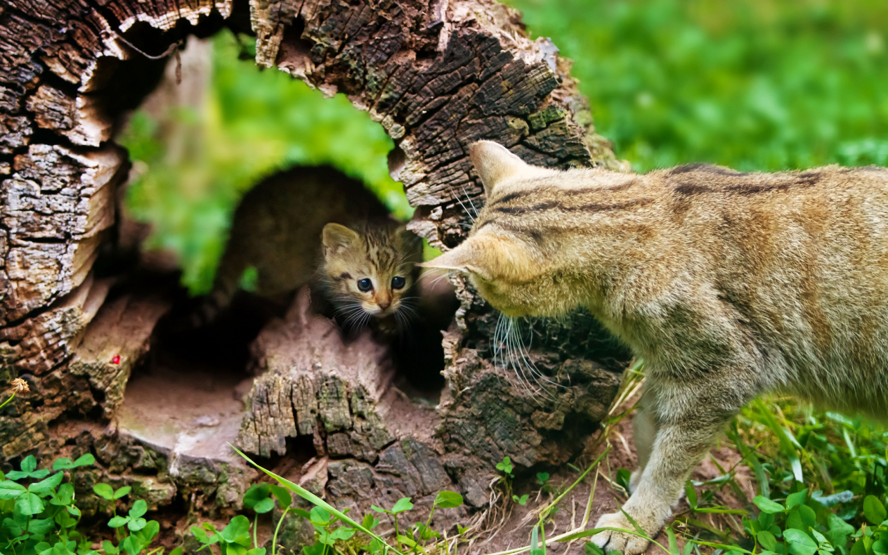 Котёнок и кошка, воспитание