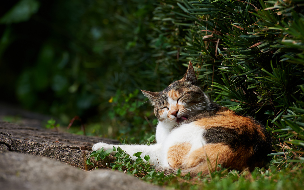 Разноцветный кот лижется в кустах