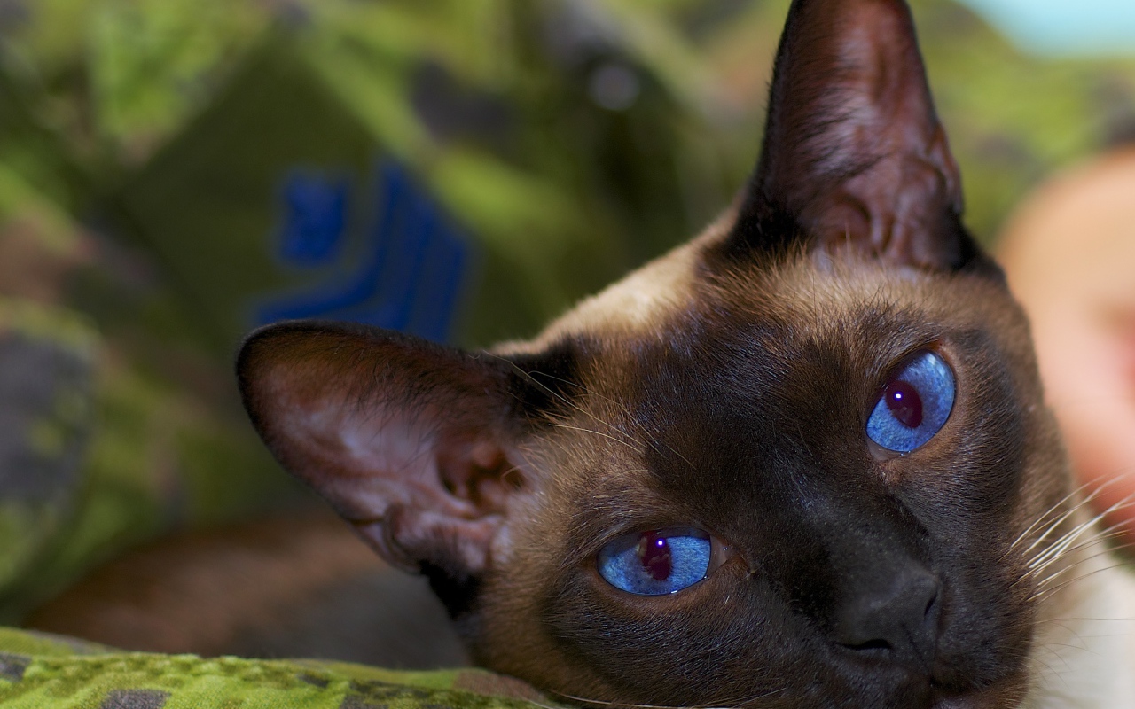 Расслабленный сиамский кот