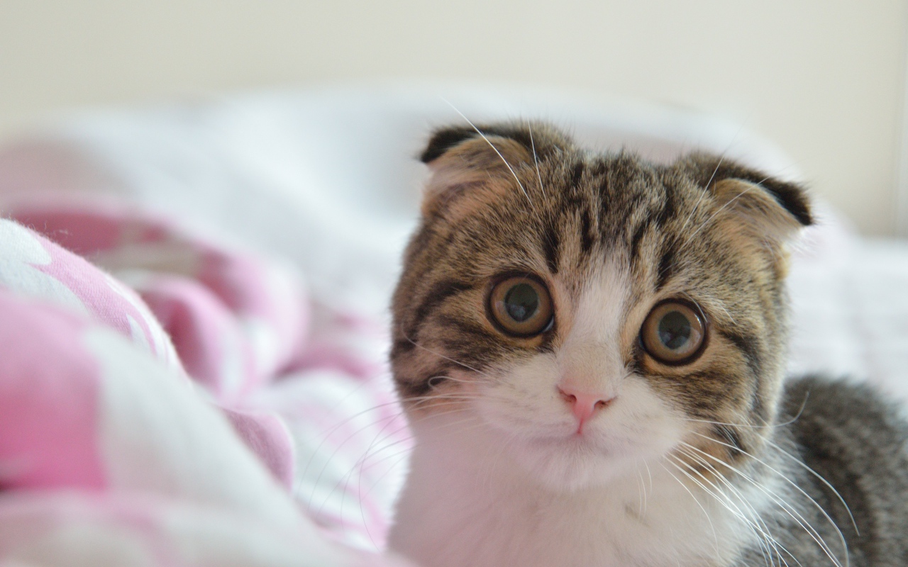 Шотландский вислоухий кот в постели