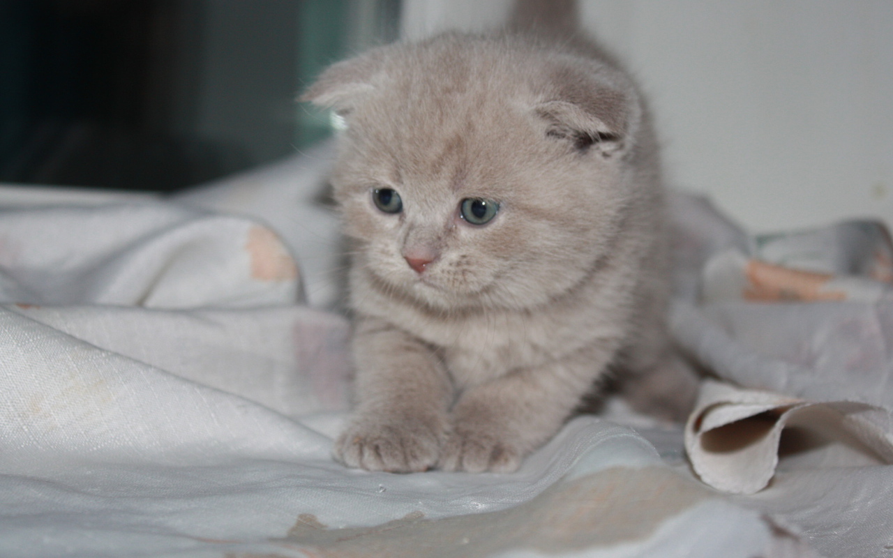 Маленький рыжий шотландский вислоухий кот