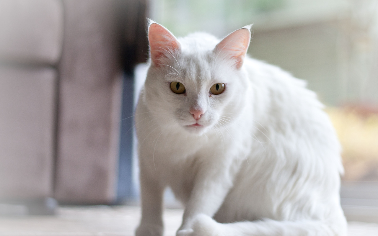 Белый серьёзный кот