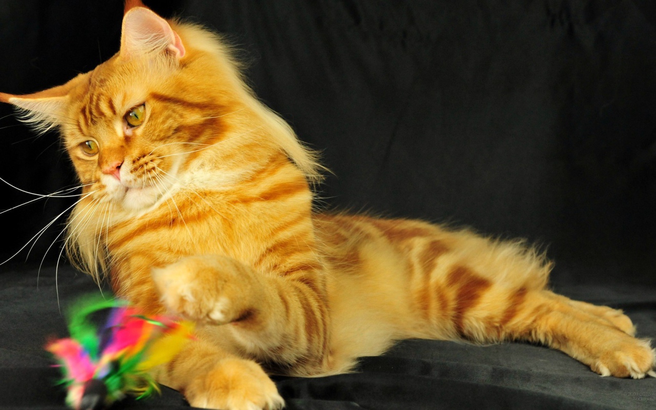 Рыжий молодой кот мейн-кун играет на чёрном фоне