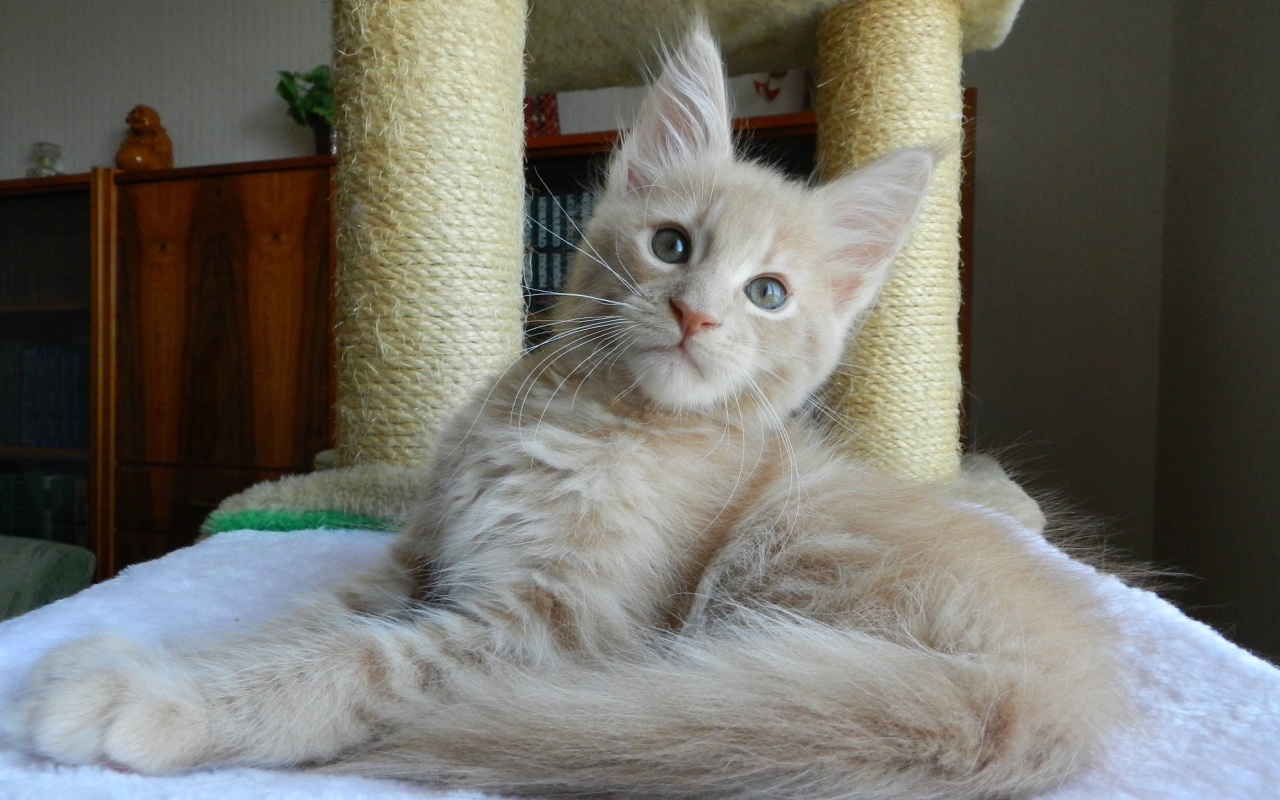 Молодой симпатичный кот мейн-кун отдыхает