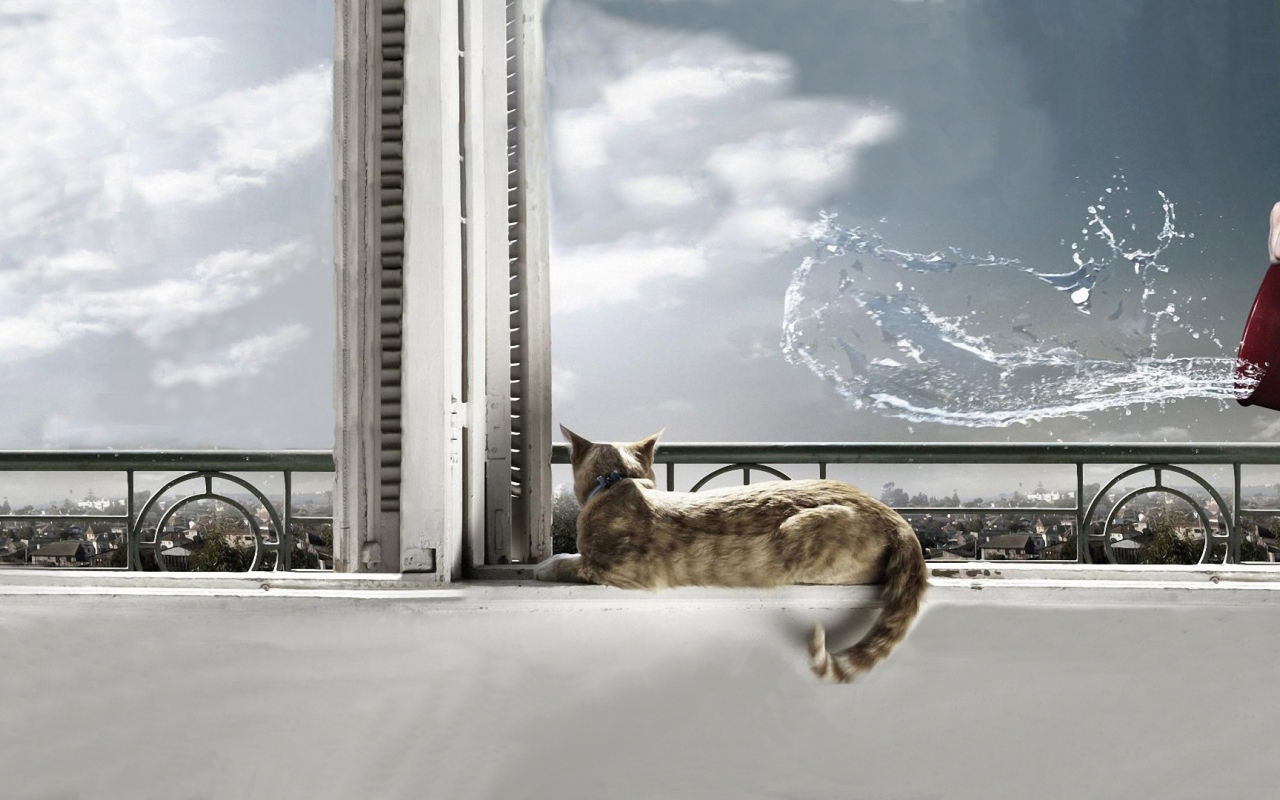 На кота выплеснули воду