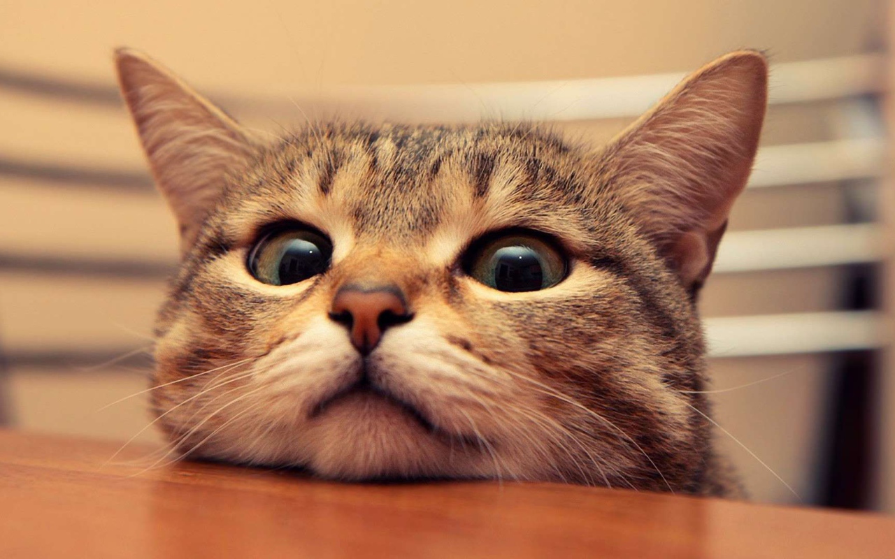 Любопытный кот