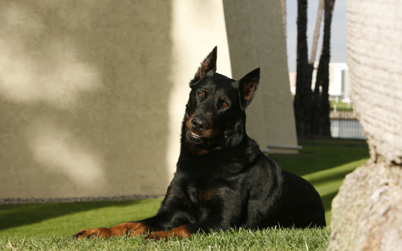 Взрослый красивый босерон лежит на газоне