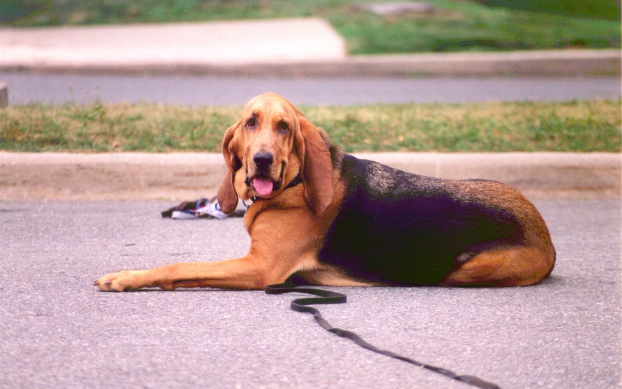 Взрослый бладхаунд лежит на дороге
